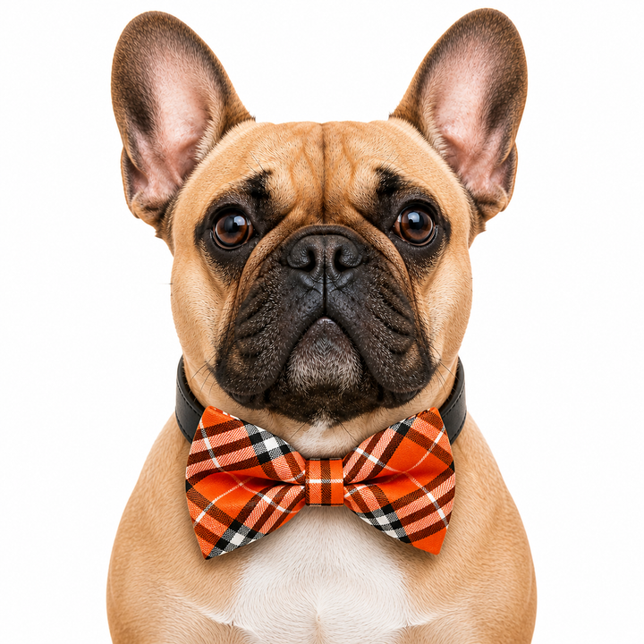 French bulldog wearing an orange plaid bow tie collar with black vegan leather collar and classic tartan design