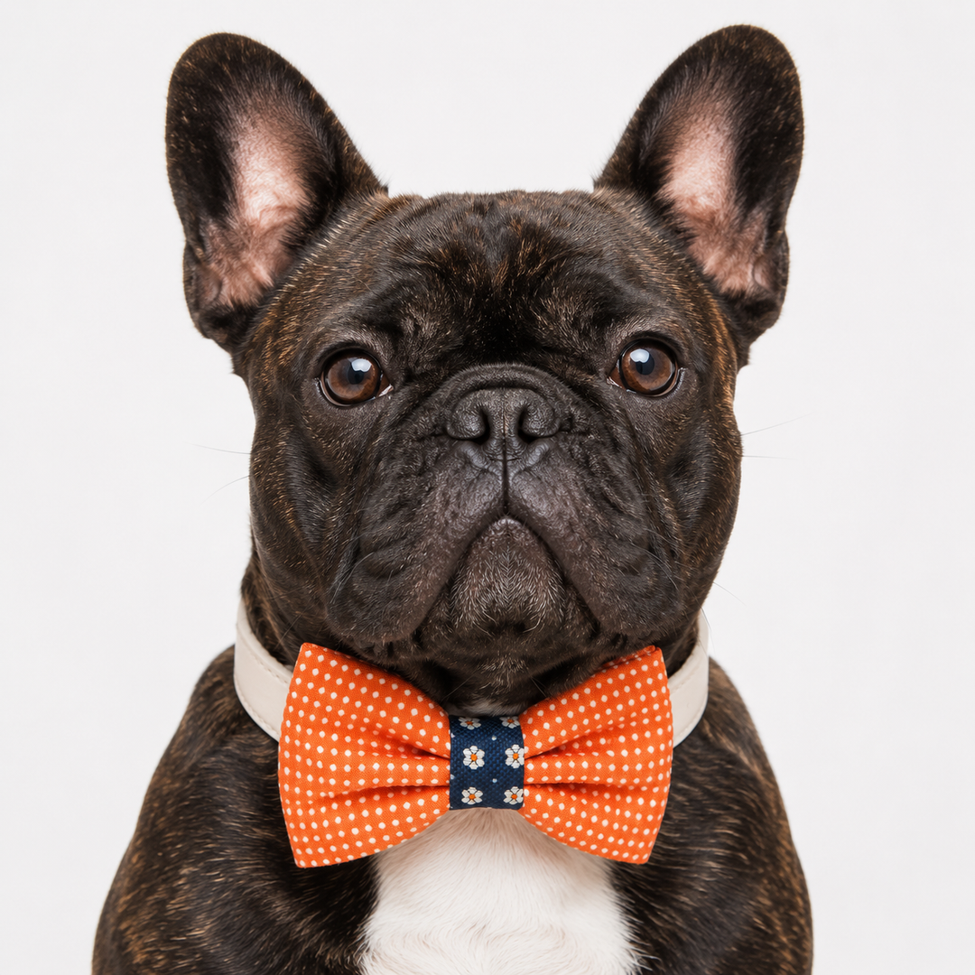 French bulldog wearing an orange polka dot bow tie collar with white vegan leather collar and floral accent center