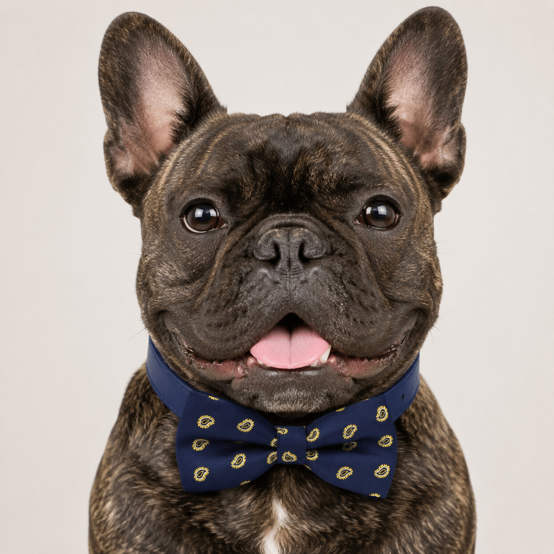 French bulldog wearing a blue paisley bow tie collar with gold paisley pattern and blue vegan leather collar