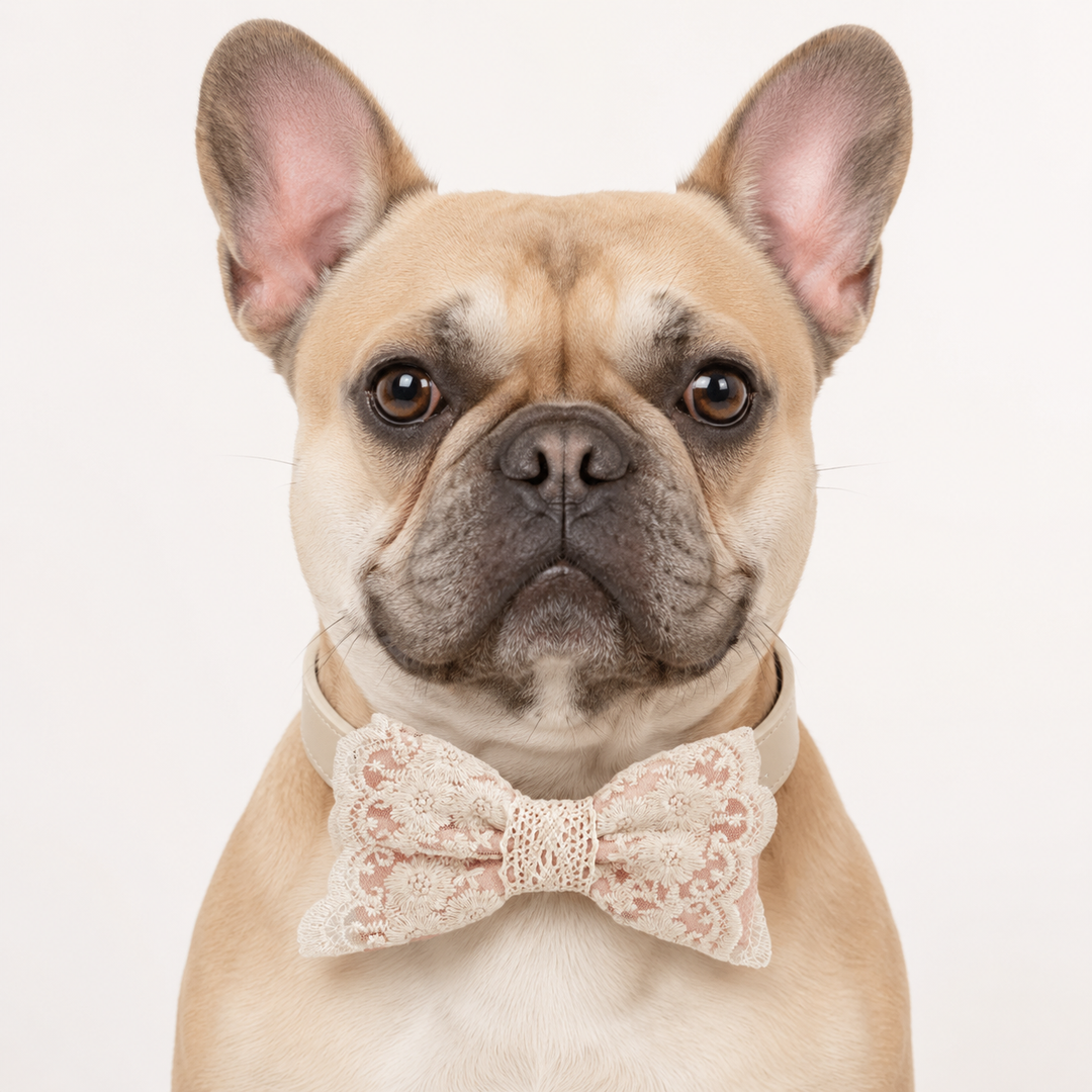 French Bulldog wearing a pearl blush lace dog bow tie collar with floral embroidered lace details and ivory vegan leather collar for weddings and special occasions