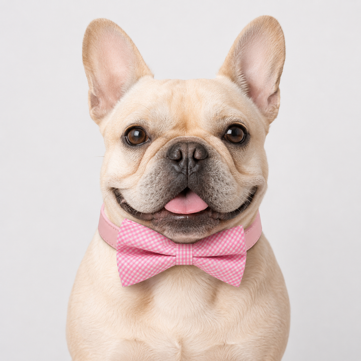 French bulldog wearing a pink micro gingham bow tie collar with pink vegan leather collar and classic preppy style