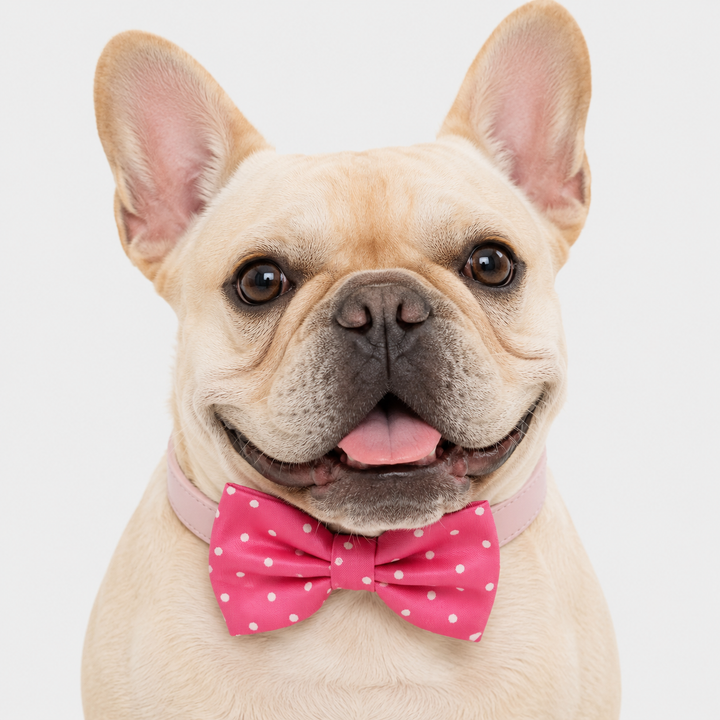French Bulldog wearing a pink polka dot dog bow tie collar with light pink vegan leather collar and white dot pattern