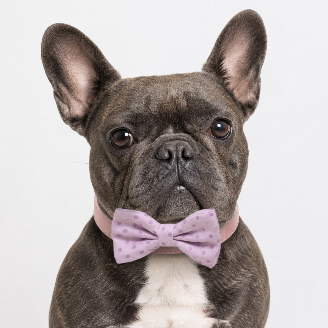 French Bulldog wearing a pink polka dot dog bow tie collar with matching pink vegan leather collar and silver hardware