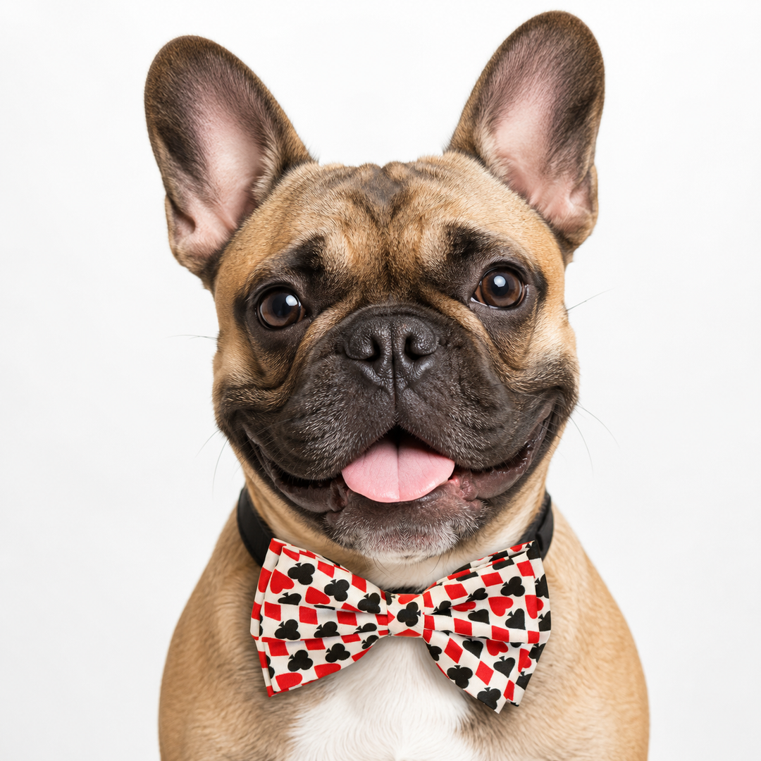 French bulldog wearing a playing card pattern bow tie collar with black vegan leather collar and silver-tone hardware