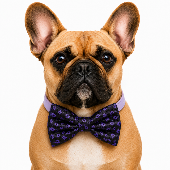 French Bulldog wearing a purple paw print bow tie collar with lavender vegan leather collar