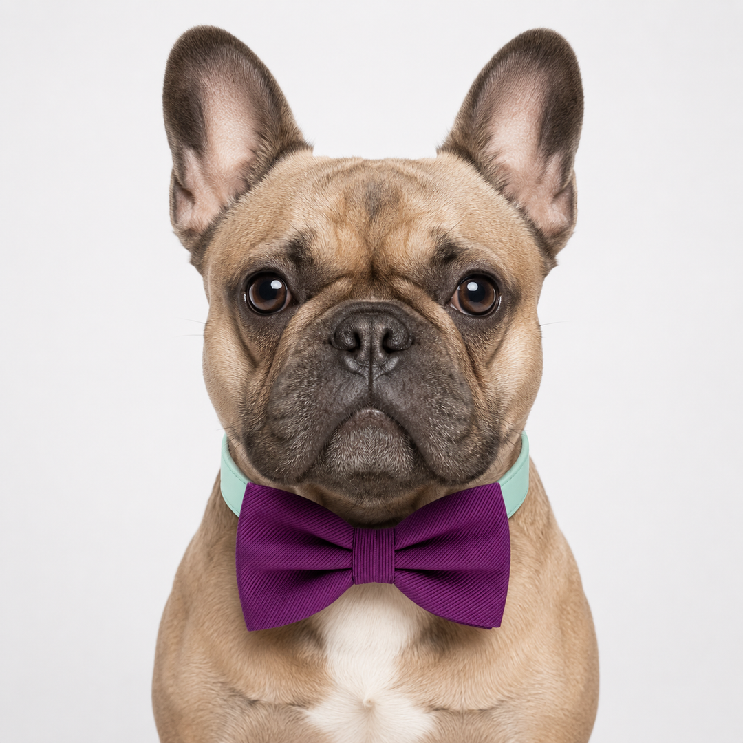 French Bulldog wearing a purple wine satin dog bow tie collar with mint vegan leather collar.