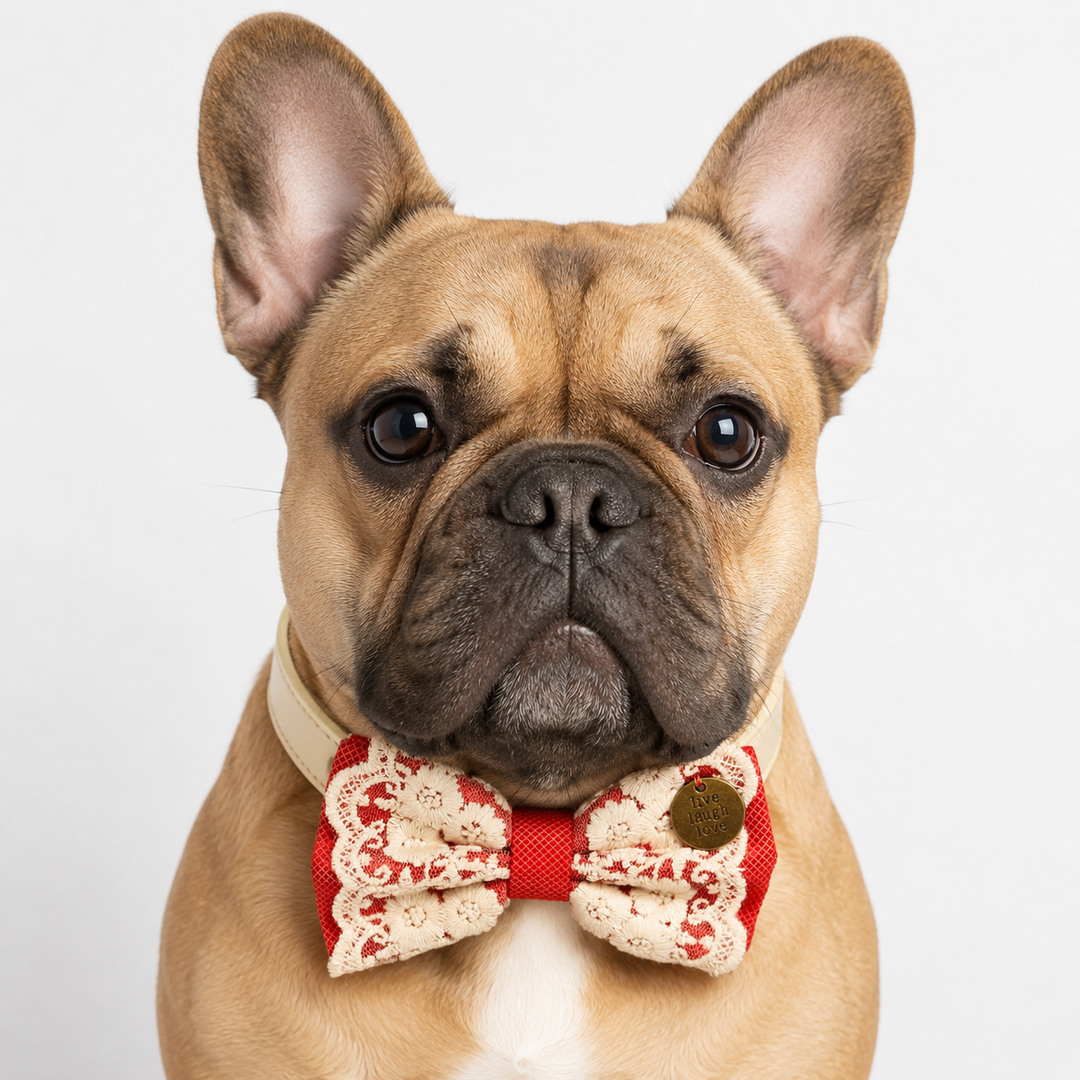 French Bulldog wearing a red lace dog bow tie collar with ivory floral embroidery and vegan leather collar for special occasions