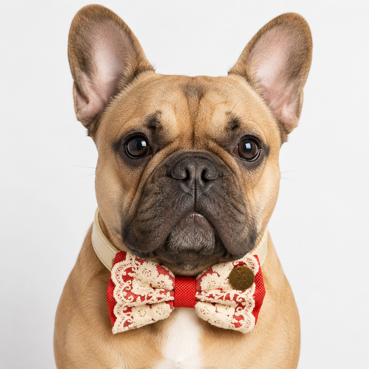 French Bulldog wearing a red lace dog bow tie collar with ivory floral embroidery and vegan leather collar for special occasions