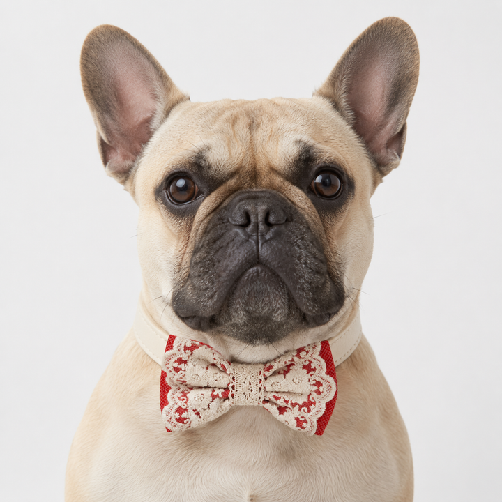 French Bulldog wearing a handmade red lace dog bow tie collar with ivory vegan leather strap for weddings and special occasions