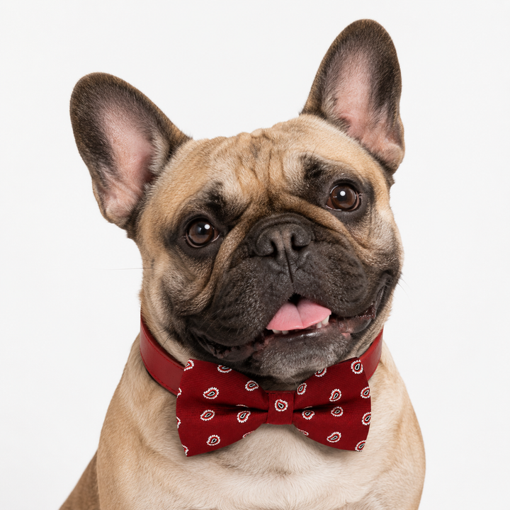 French Bulldog wearing a red paisley pattern bow tie collar with red vegan leather collar