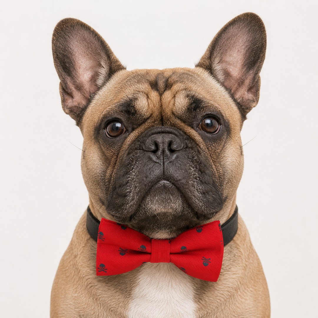 French Bulldog wearing a red skull print dog bow tie collar.