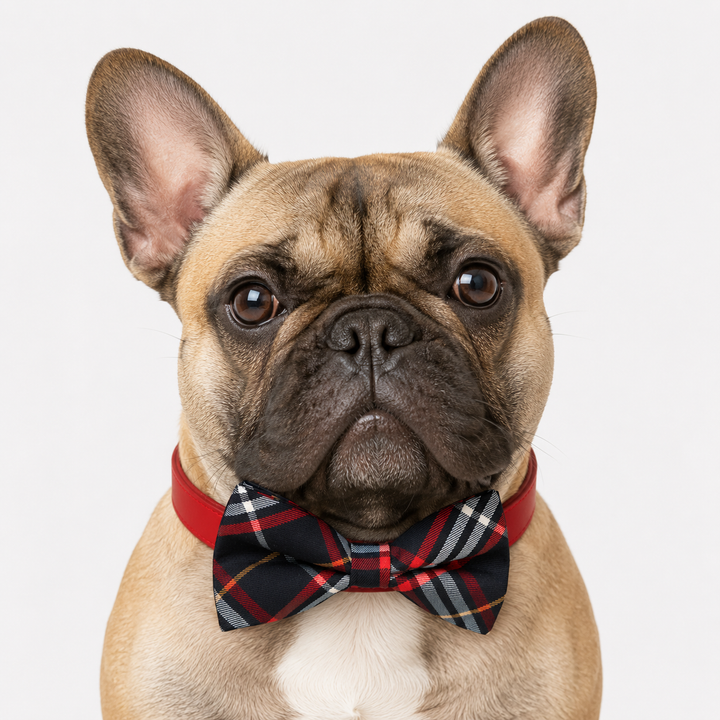French Bulldog wearing a red tartan plaid bow tie collar with red vegan leather collar