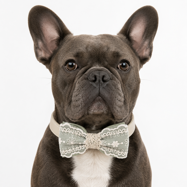 French Bulldog wearing a sage green lace ring bearer dog bow tie collar with ivory vegan leather strap for weddings and special occasions