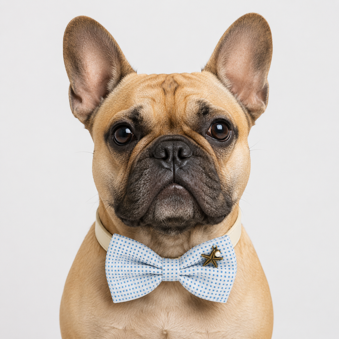 French Bulldog wearing a light blue polka dot dog bow tie collar with ivory vegan leather collar and starfish charm.