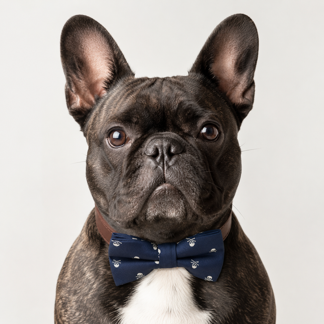 French Bulldog wearing a navy skull pattern bow tie collar with brown vegan leather collar and silver-tone hardware