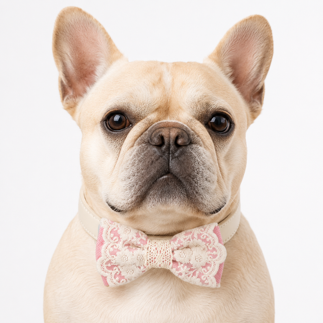 French Bulldog wearing a soft pink floral lace ring bearer dog bow tie collar with ivory vegan leather collar for weddings and special occasions