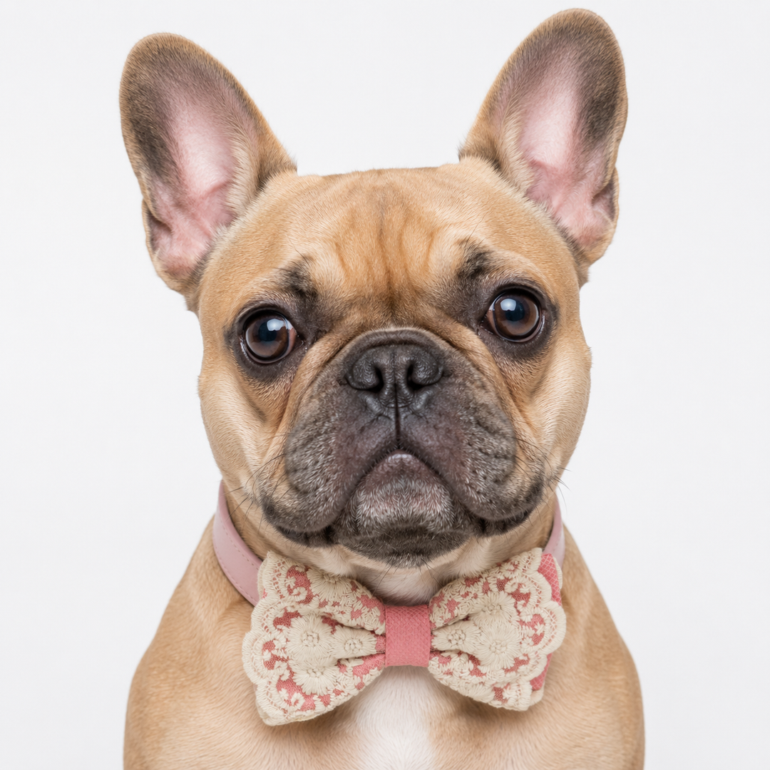 French Bulldog wearing a soft pink floral lace ring bearer dog bow tie collar with attached wedding ring holder ribbon for weddings and special occasions