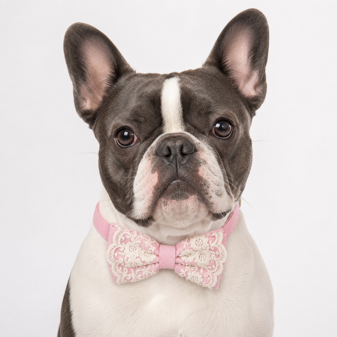 French Bulldog wearing a Soft Pink ring bearer dog bow tie collar with attached wedding ring holder ribbon, pink vegan leather collar, and embroidered floral lace design for weddings and special occasions