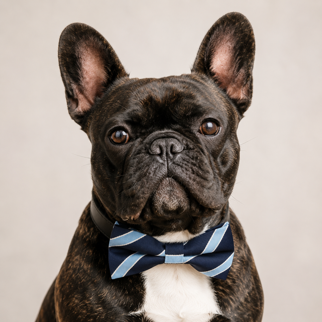 French bulldog wearing a navy blue striped dog bow tie collar with light blue accents and black vegan leather collar for formal events and everyday style