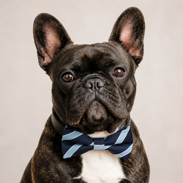 French bulldog wearing a navy blue striped dog bow tie collar with light blue accents and black vegan leather collar for formal events and everyday style