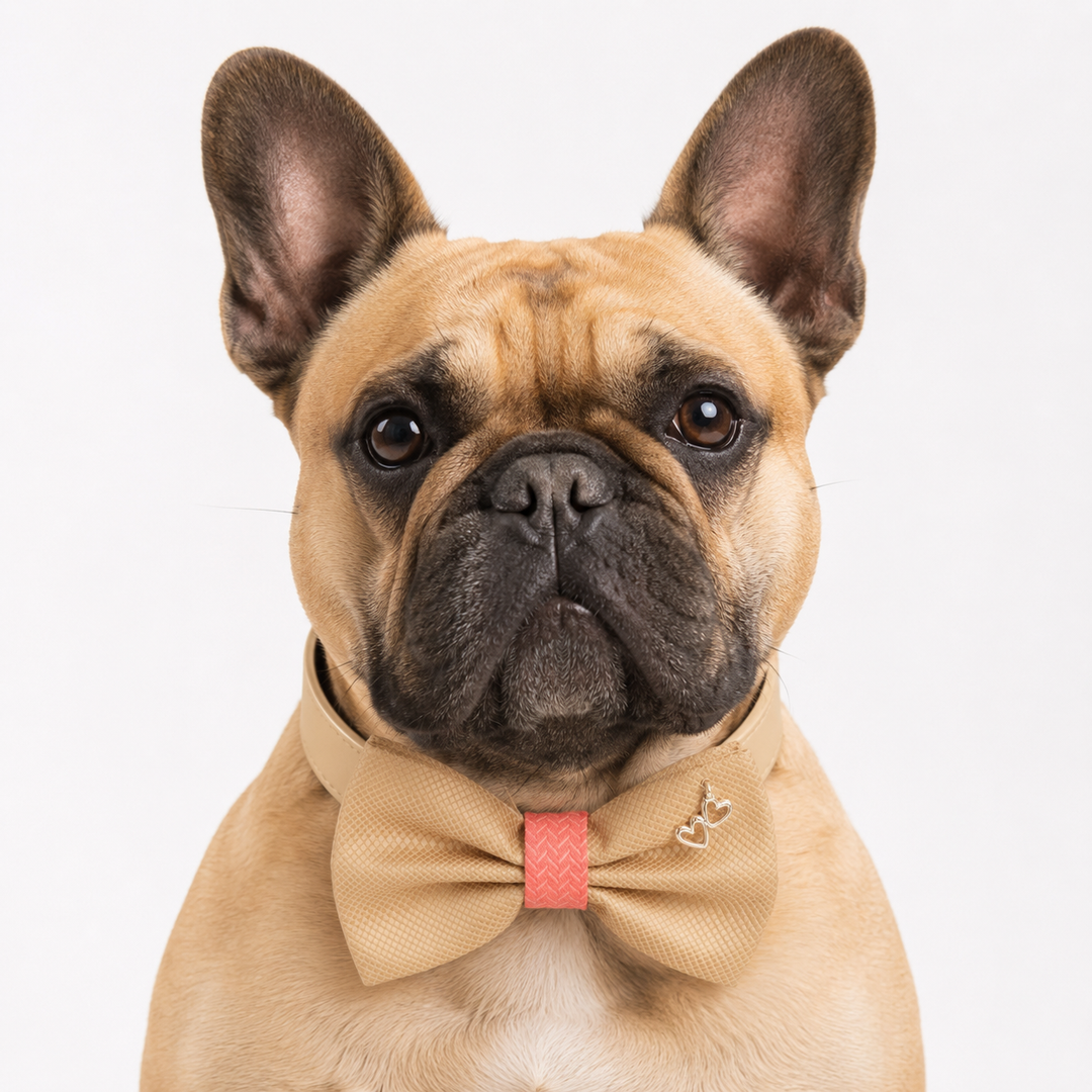 French Bulldog wearing beige dog bow tie collar with coral accent and silver heart charm