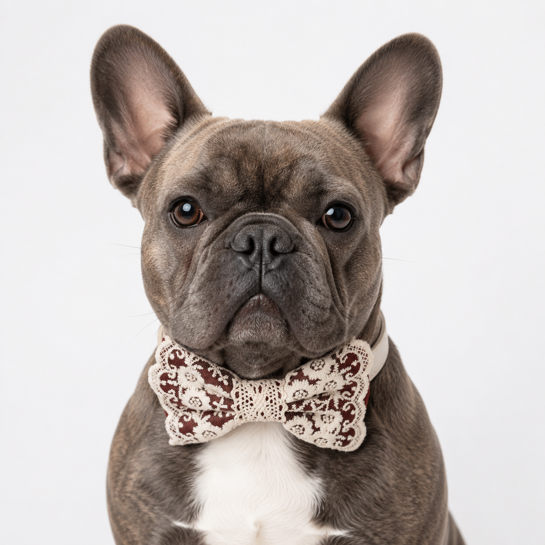 French Bulldog wearing a burgundy and ivory lace ring bearer dog bow tie collar with wedding ring holder ribbon on a white background.