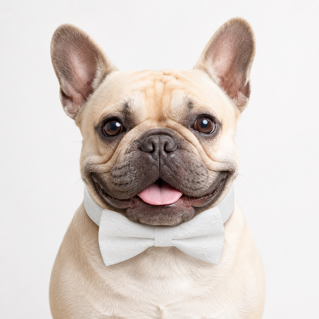 French Bulldog wearing a white jacquard dog bow tie collar with embossed floral pattern and white vegan leather collar for weddings and formal occasions