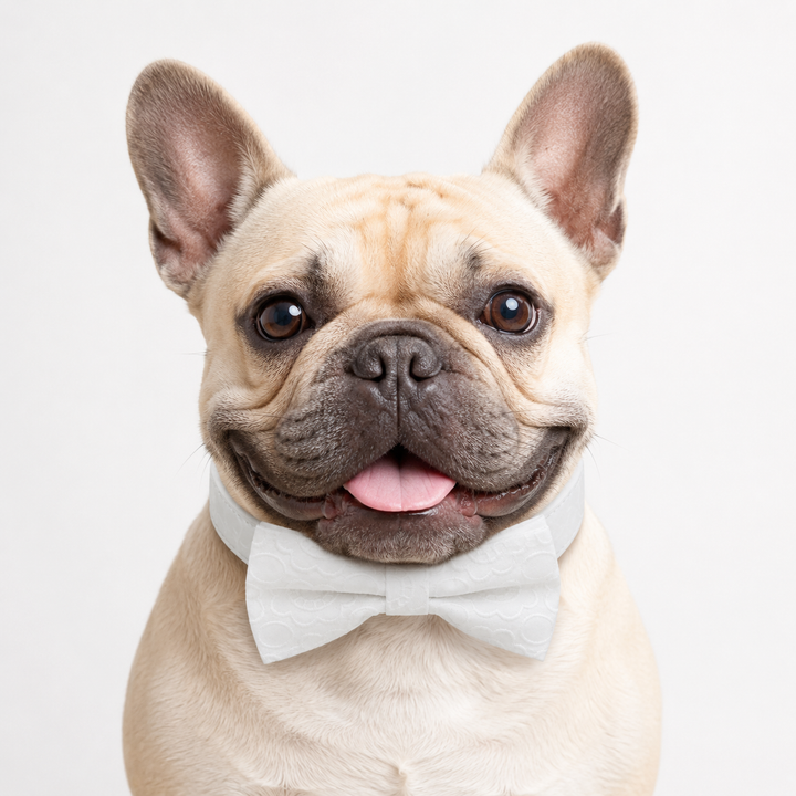 French Bulldog wearing a white jacquard dog bow tie collar with embossed floral pattern and white vegan leather collar for weddings and formal occasions