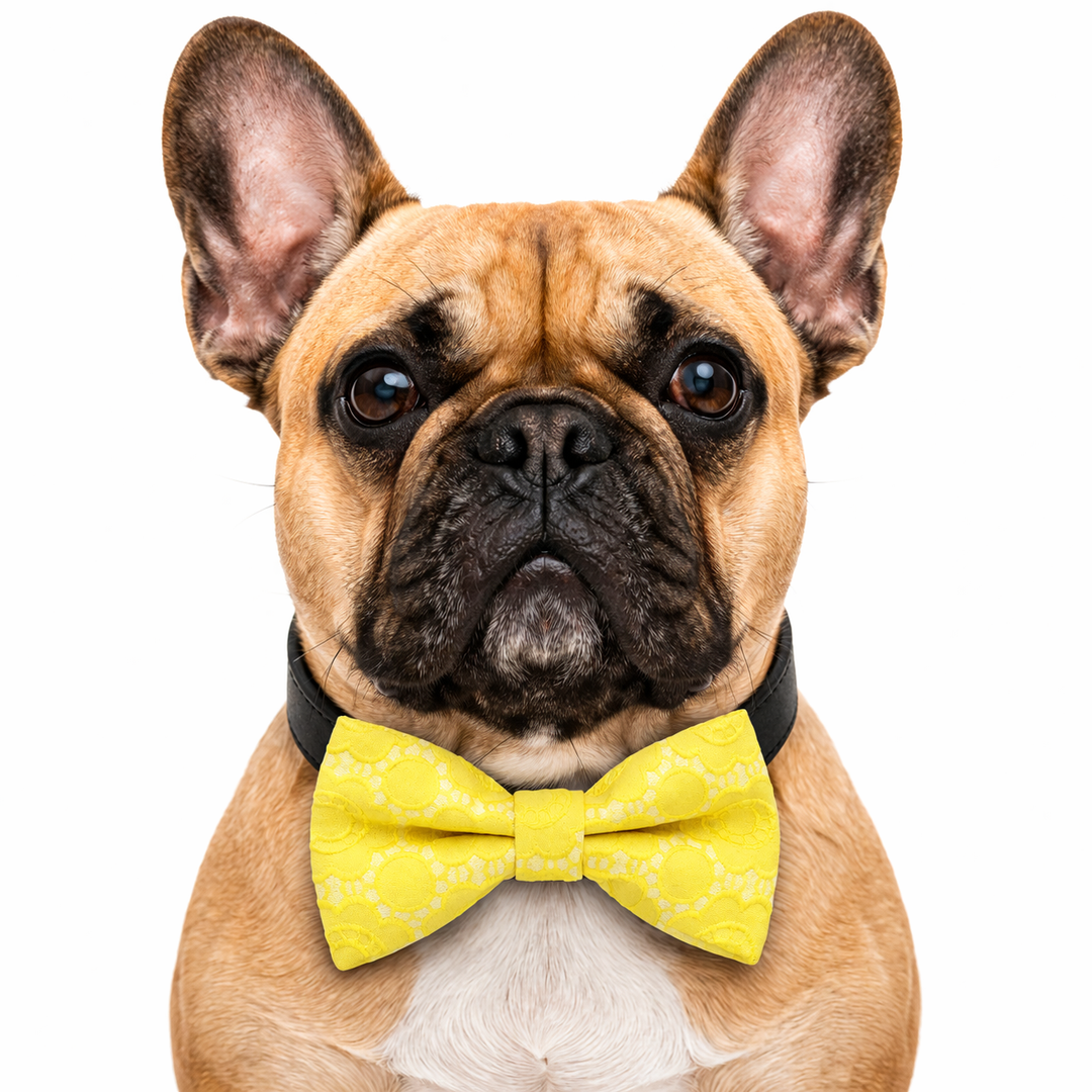 French Bulldog wearing a yellow floral lace bow tie collar with black vegan leather collar