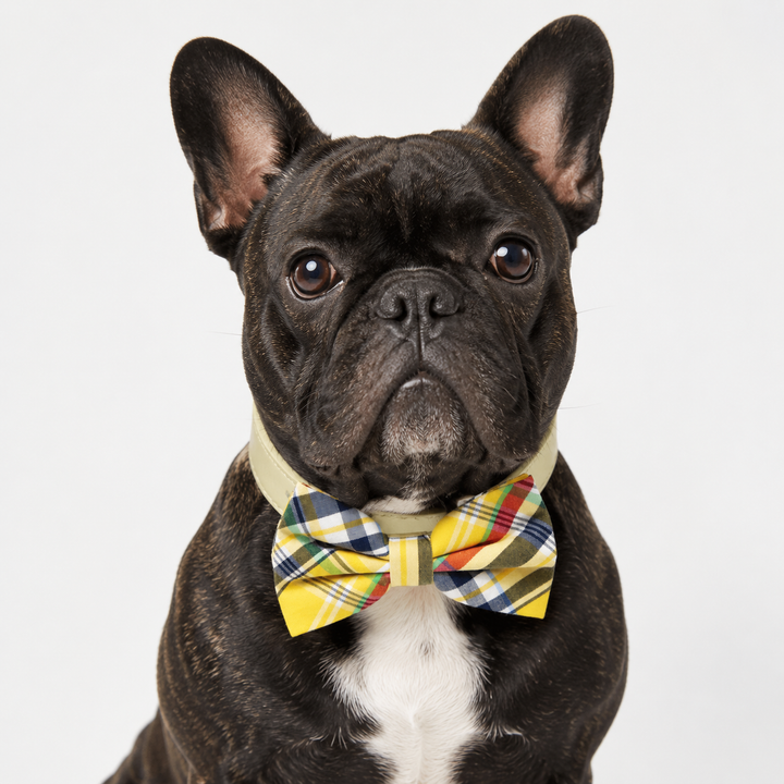 French Bulldog wearing a yellow plaid bow tie collar with cream vegan leather collar