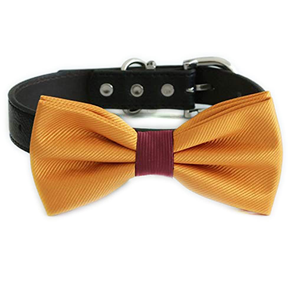 Golden mustard satin dog bow tie collar with burgundy center accent and black vegan leather collar shown from the front view