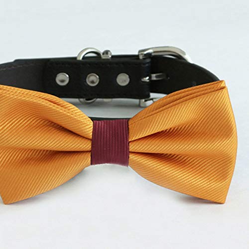 Golden mustard satin dog bow tie attached to a black vegan leather collar with silver-tone hardware