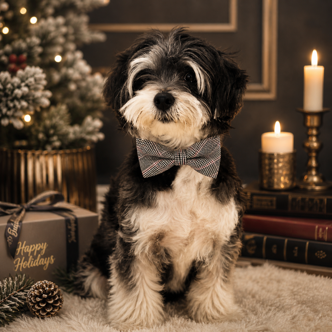 Small dog wearing a gray and red plaid bow tie collar in a holiday setting with festive decorations and candles