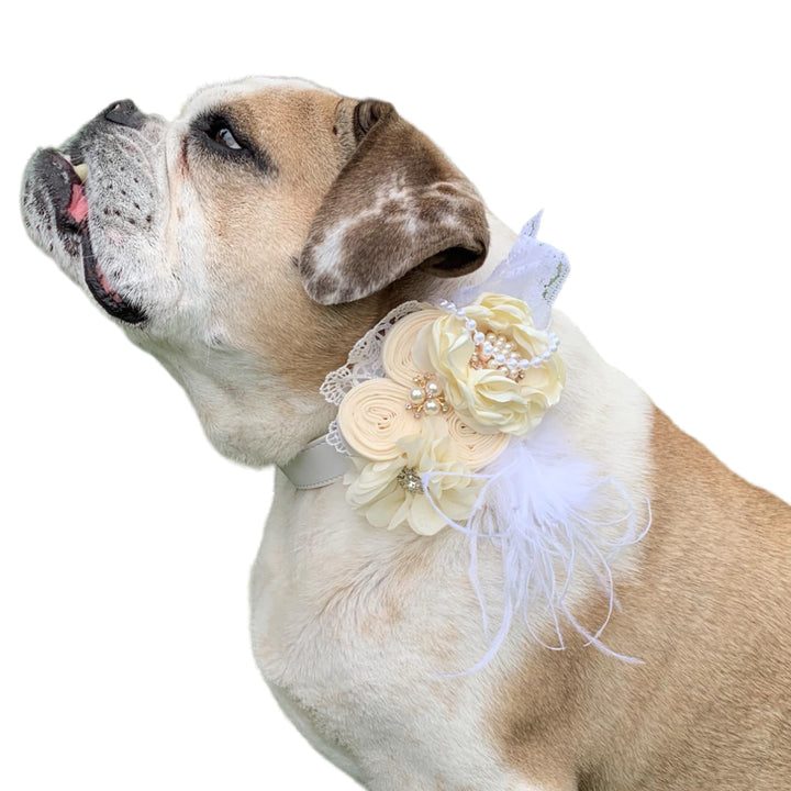 Dog wearing an ivory floral wedding collar with pearl accents, lace details, rolled fabric flowers, and soft feather embellishments.