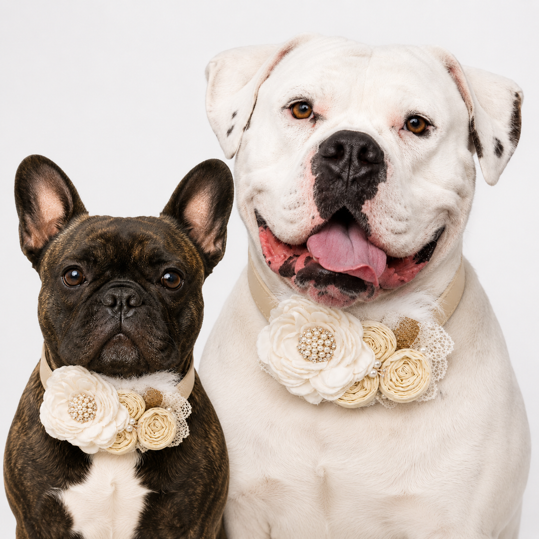 French Bulldog and American Bulldog wearing matching ivory floral wedding dog collars with pearl flower accents.