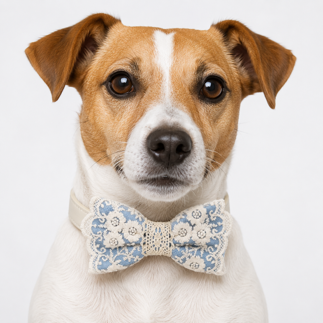 Jack Russell Terrier wearing a blue floral lace ring bearer dog bow tie collar with ivory vegan leather strap for weddings and special occasions