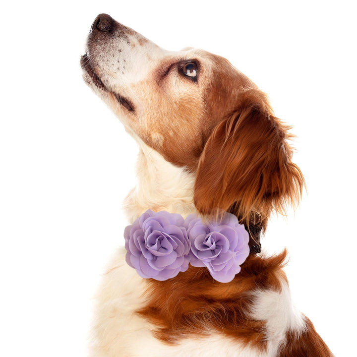 Dog wearing a lilac double rose flower collar with soft layered floral accents.