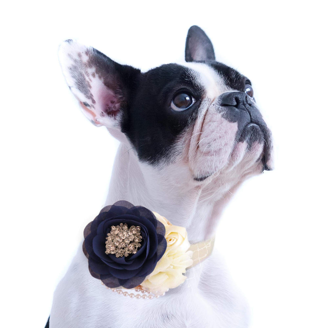 French Bulldog wearing a navy blue and ivory floral dog collar with crystal brooch centerpiece and pearl accents.