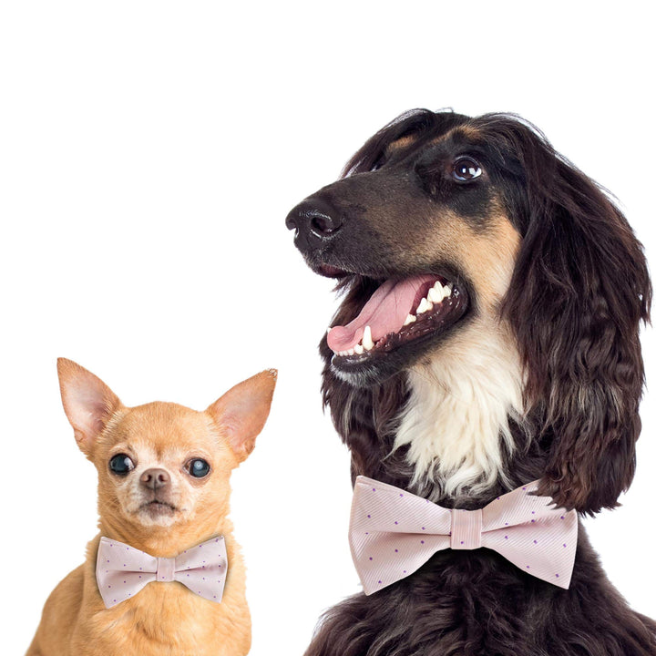 Small and large dogs wearing matching pastel pink dotted bow tie collars with vegan leather collars