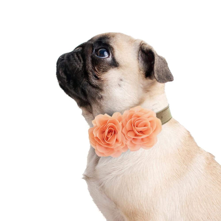 Pug wearing a cream dog collar decorated with two peach chiffon flowers.