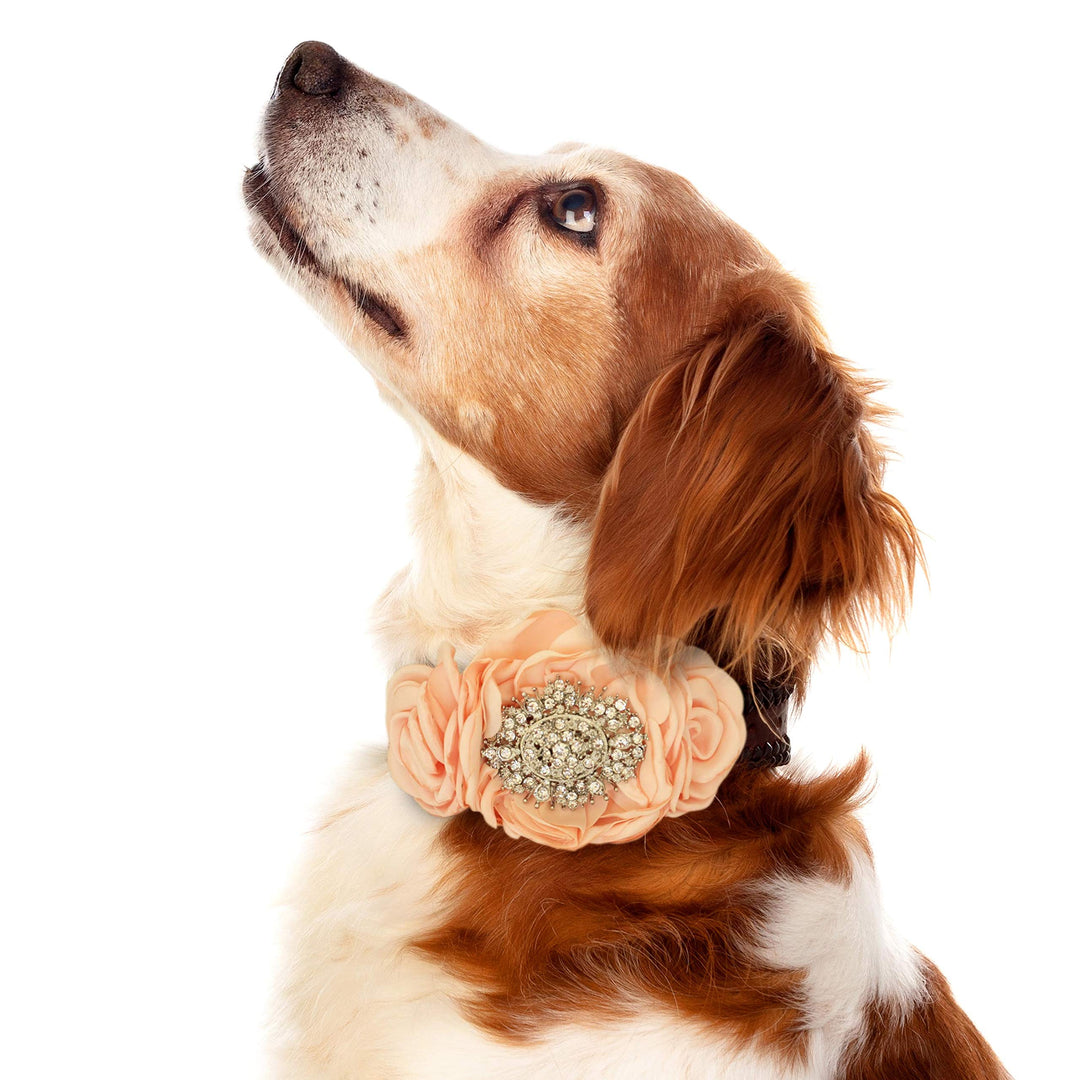 Dog wearing peach floral collar with sparkling rhinestone centerpiece and handmade rose accents for special occasions