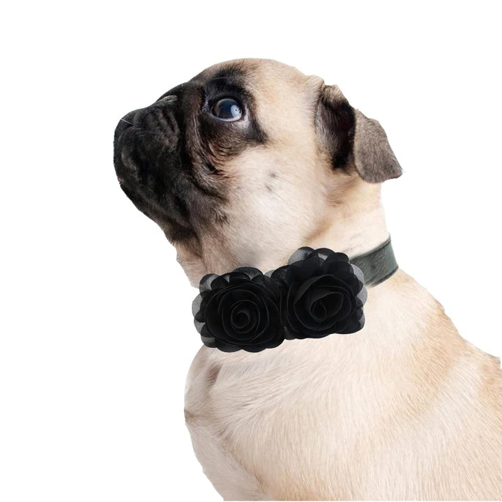 Pug wearing a black rose floral dog collar with layered fabric flower arrangement and vegan leather collar