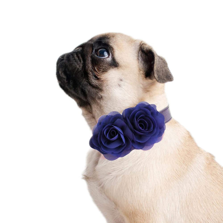 Pug wearing navy blue double rose dog collar with matching blue vegan leather collar and handmade flowers