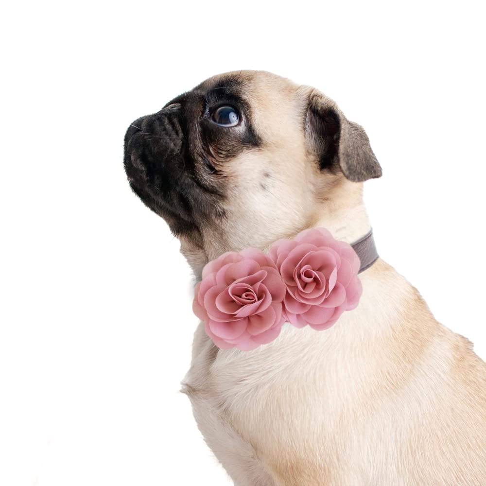 Pug wearing a dusty rose double flower dog collar with handmade fabric roses and a light-colored collar strap