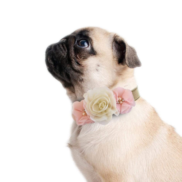 Pug wearing an ivory and blush pink floral dog collar with pearl accent flowers.