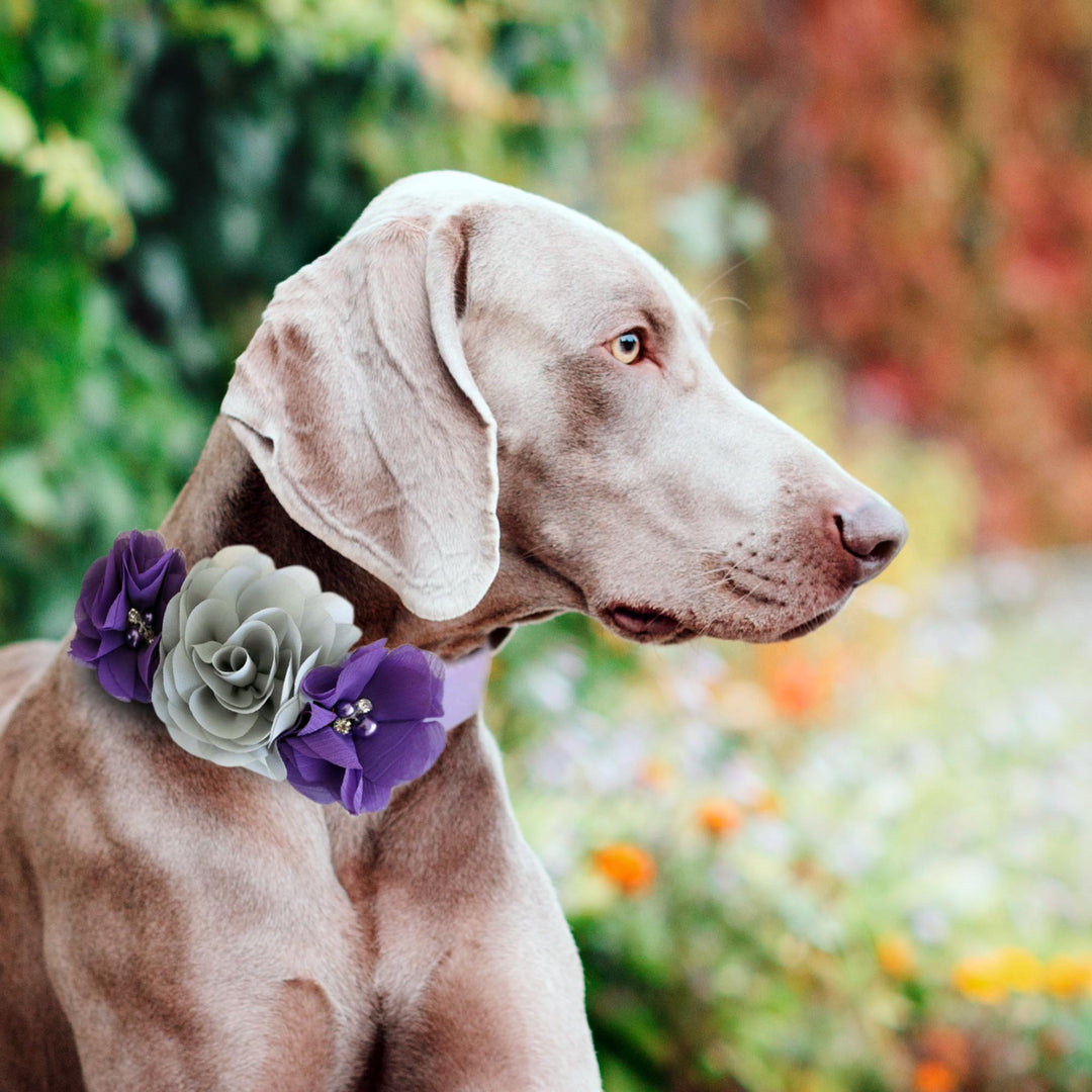 Dog wearing a gray and purple floral collar with layered fabric flowers and decorative crystal accents.