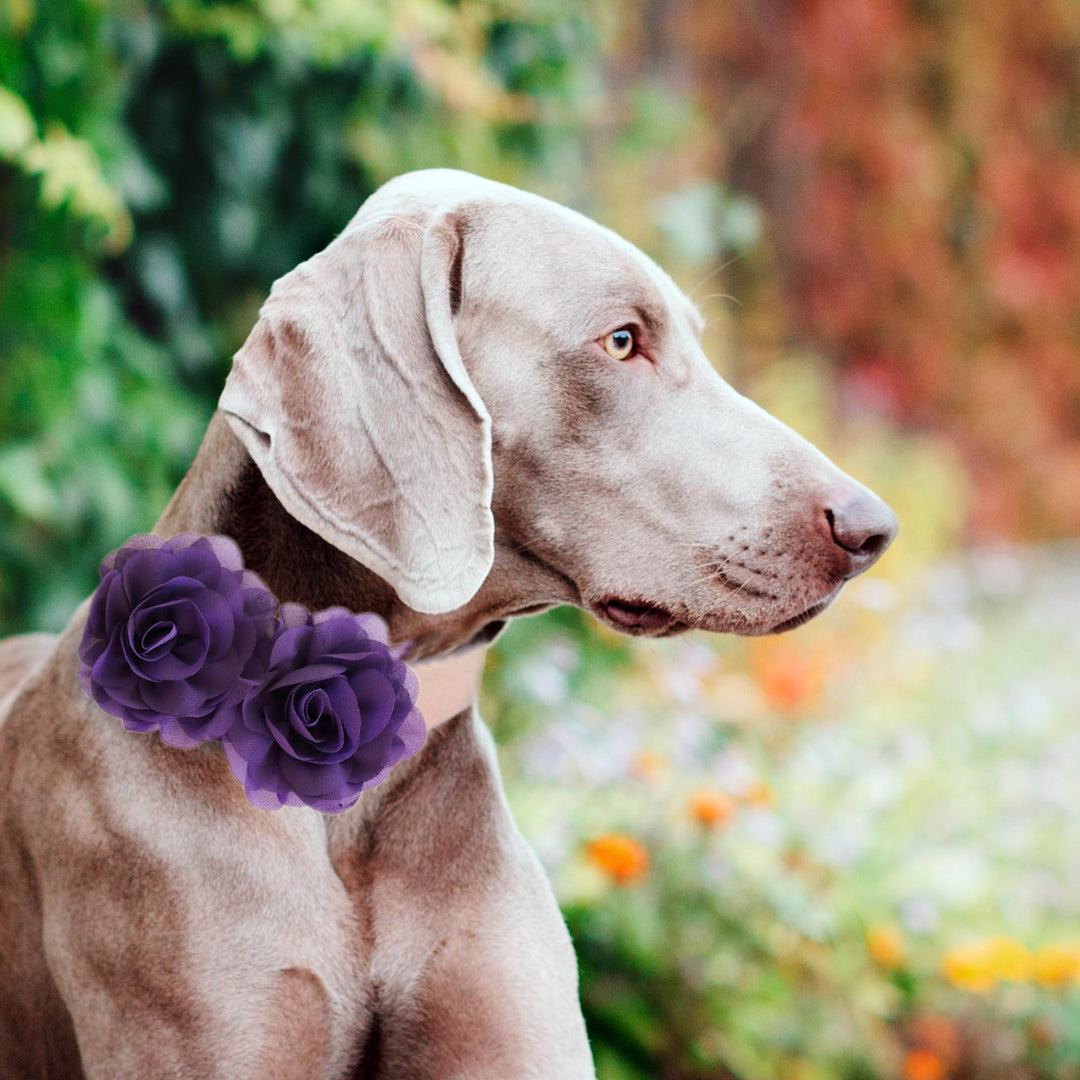 Dog wearing a purple rose flower collar with layered chiffon flowers and white vegan leather collar in an outdoor garden setting.