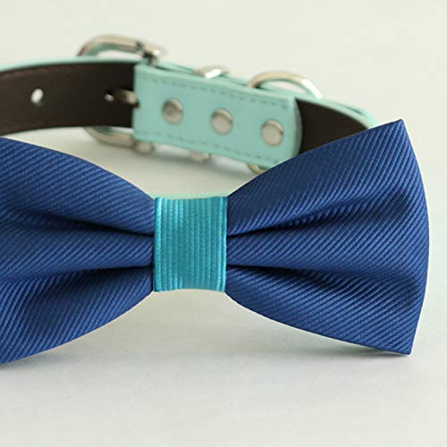Royal blue dog bow tie with aqua center accent attached to an aqua vegan leather collar.
