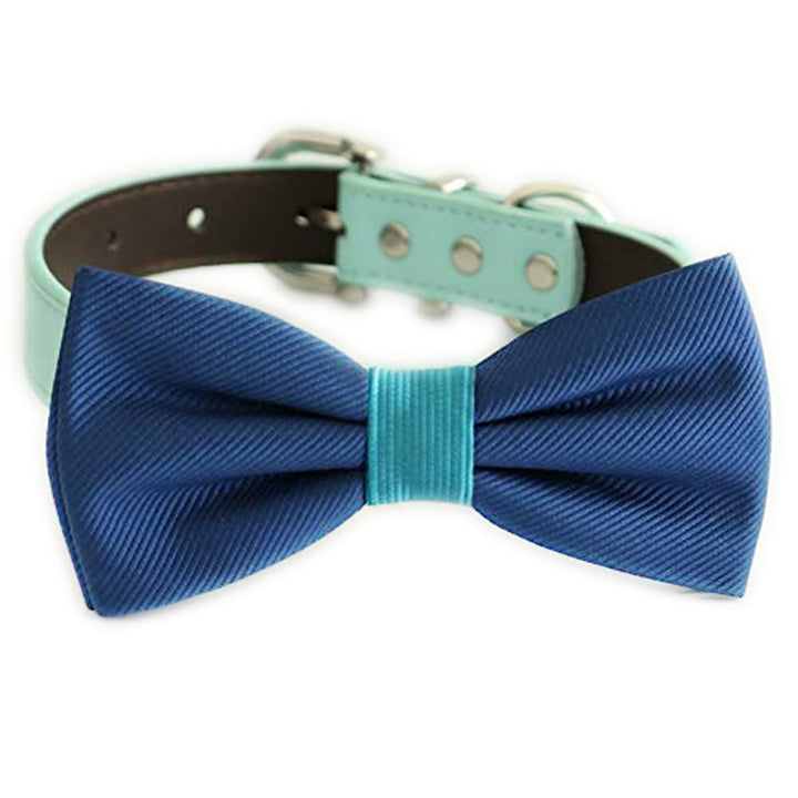Royal blue dog bow tie collar featuring an aqua center band and matching aqua vegan leather collar.