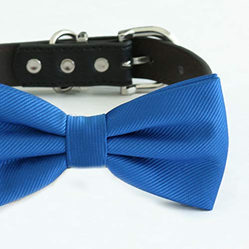 Royal blue dog bow tie attached to a black vegan leather collar.